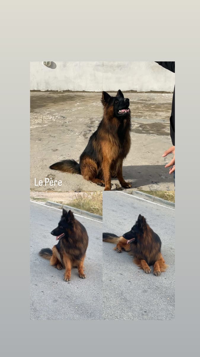 5 chiots berger allemand  - Miniature 2