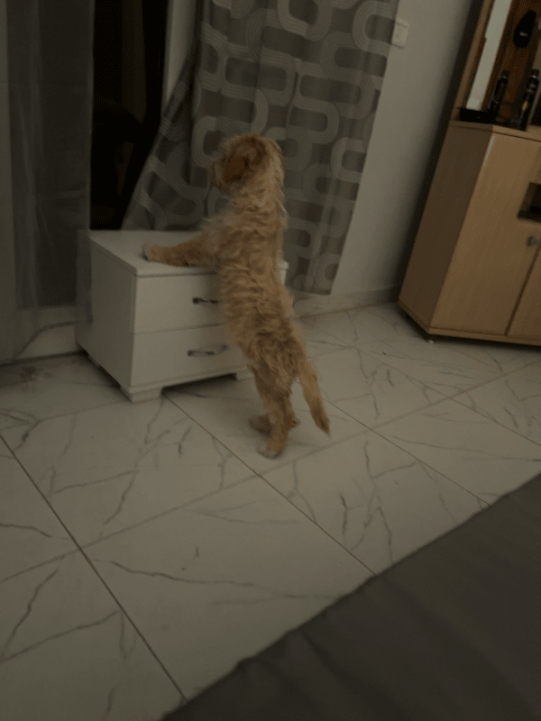 Rico - Miniature 2