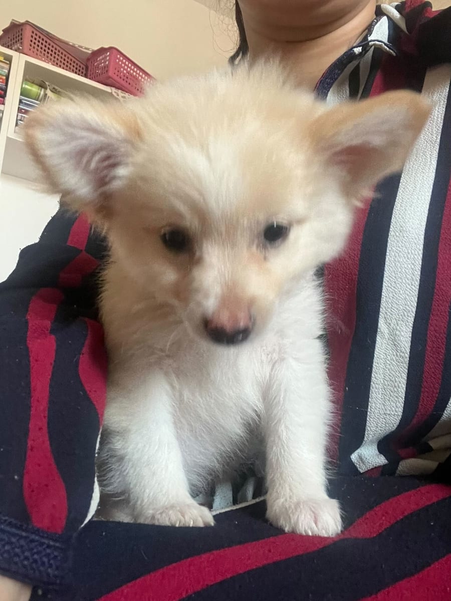magnifique chiot spitz adorable - Miniature 3