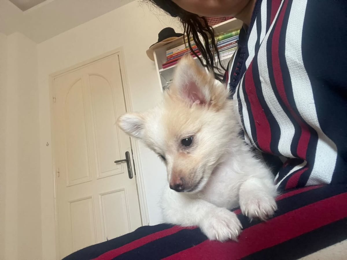 magnifique chiot spitz adorable - Miniature 5