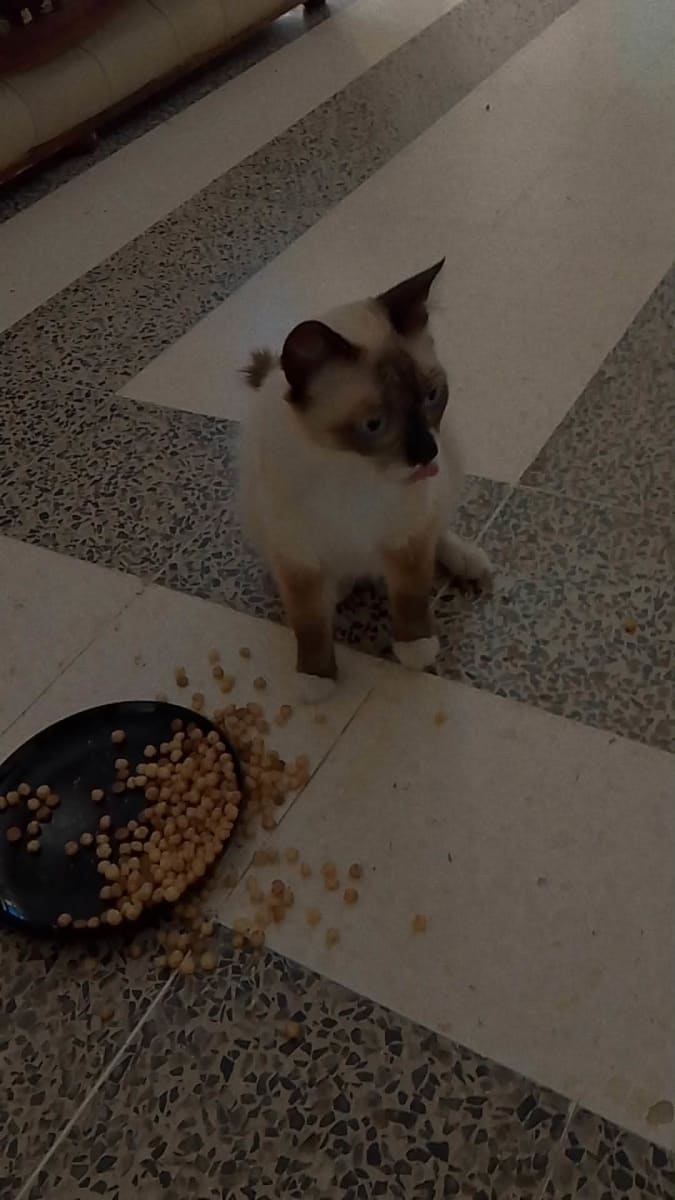 Chatte snowshoe mignanta - Miniature 2
