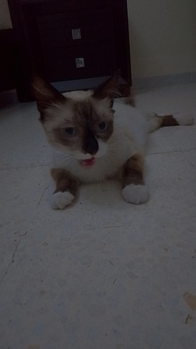 Chatte snowshoe mignanta - Miniature 3