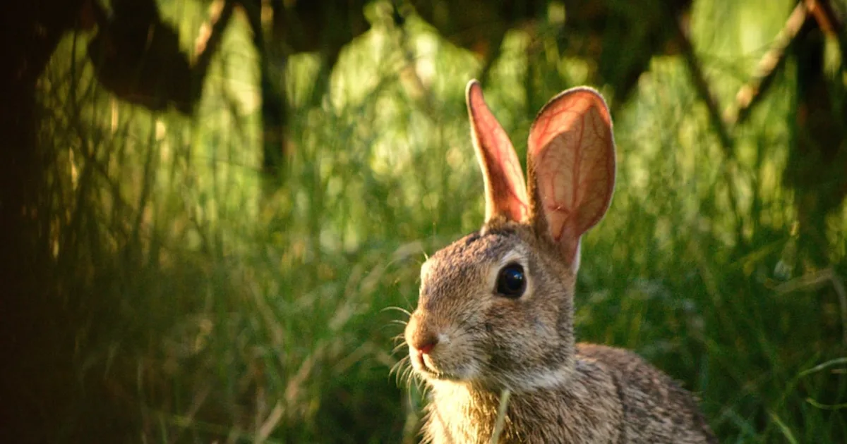 Lapin Tête de Lion Prix en Tunisie : Guide Complet NAC 2026