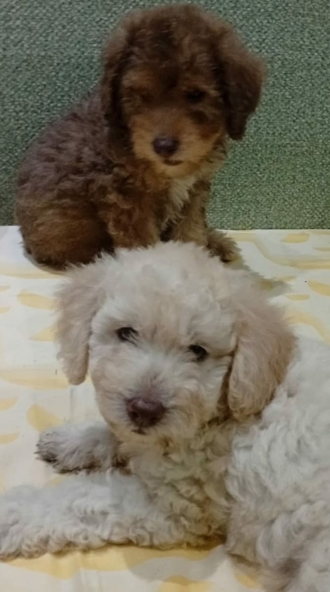 Adorable chiots Bichon frisé  - Miniature 2