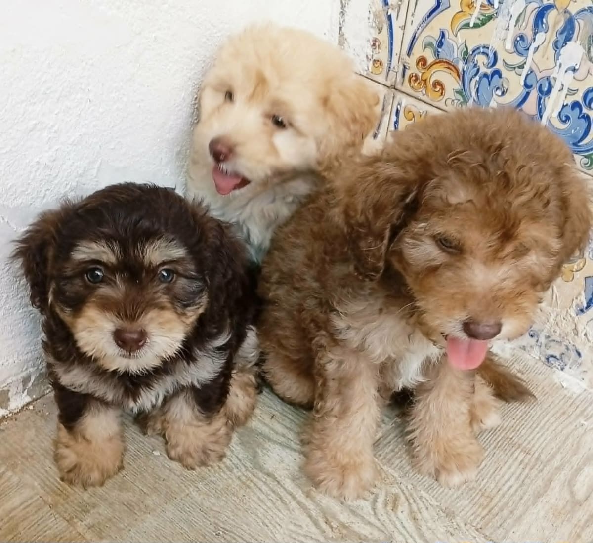 Adorable chiots Bichon frisé  - Miniature 3