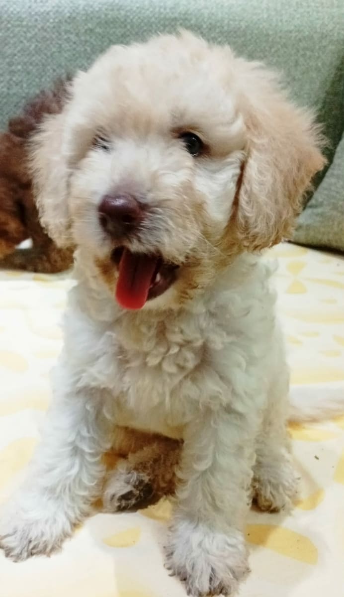 Adorable chiots Bichon frisé  - Miniature 4