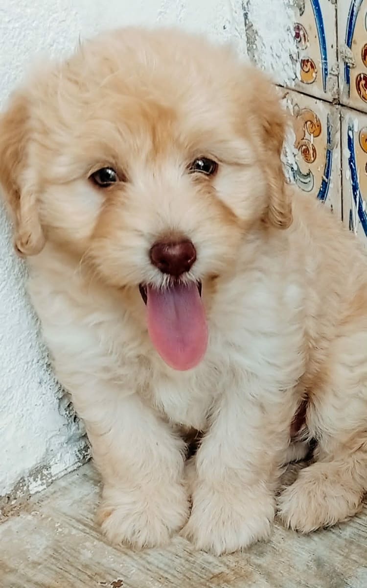 Adorable chiots Bichon frisé  - Miniature 5
