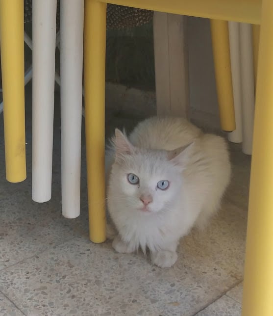 chat angora