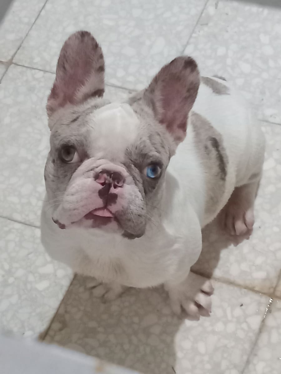 Chien bouldogue french mignon