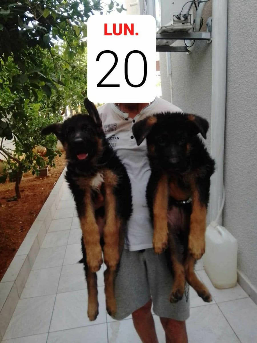 Couple berger allemand showline