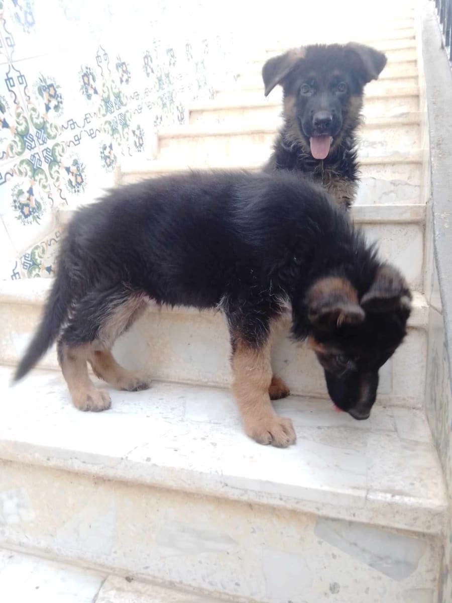 Couple berger allemand showline - Miniature 2