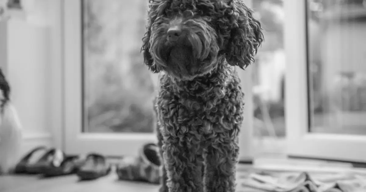 Le Caniche en Tunisie : Guide Complet du كلب كانيش par Animalia.tn