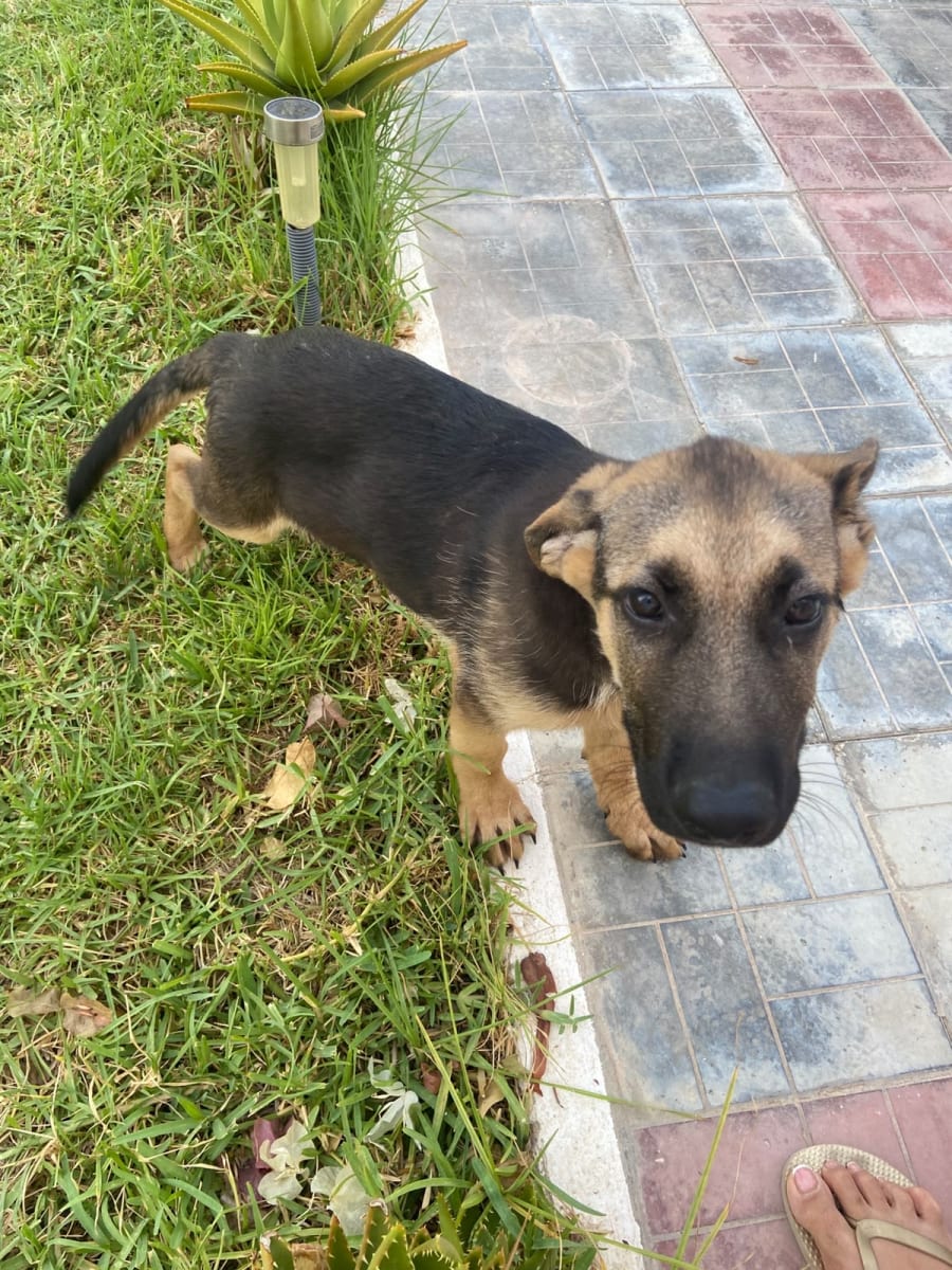 Chien Berger Allemand à poils courts