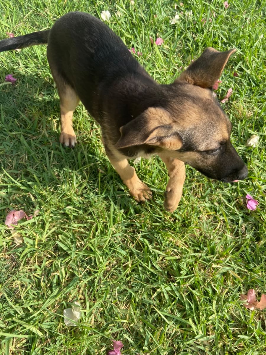Chien Berger Allemand à poils courts - Miniature 4