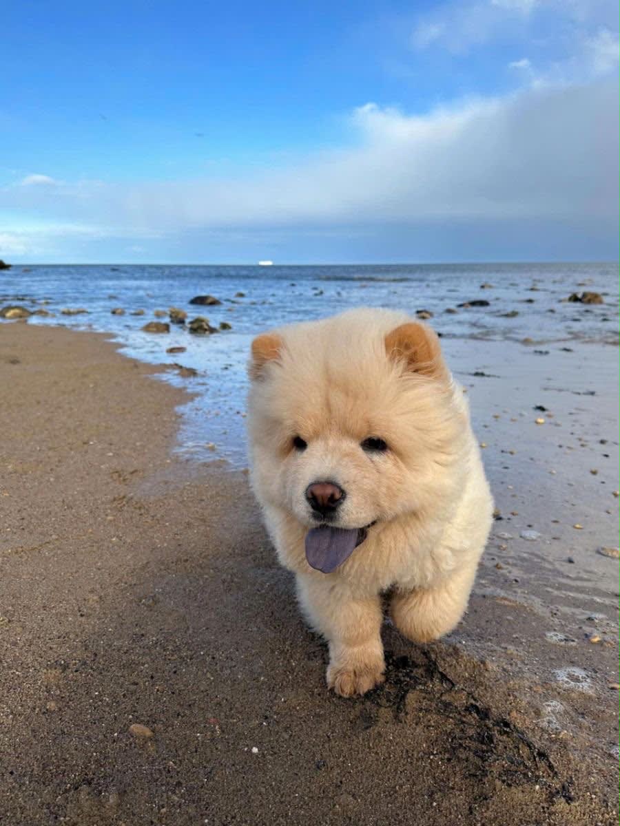 Mâle chow chow