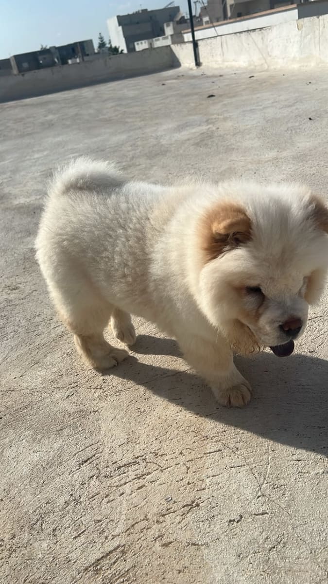Mâle chow chow  - Miniature 2