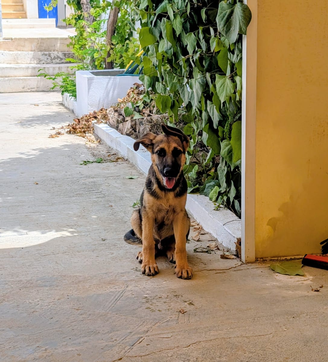 Chiot Berger à vendre – 3 mois et demi