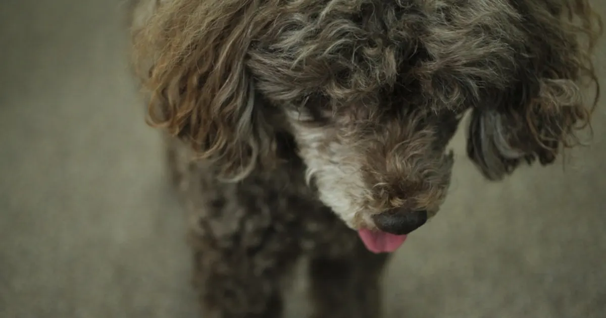 Caniche (كلب كنيش) en Tunisie : Guide Complet pour les Amoureux des Chiens