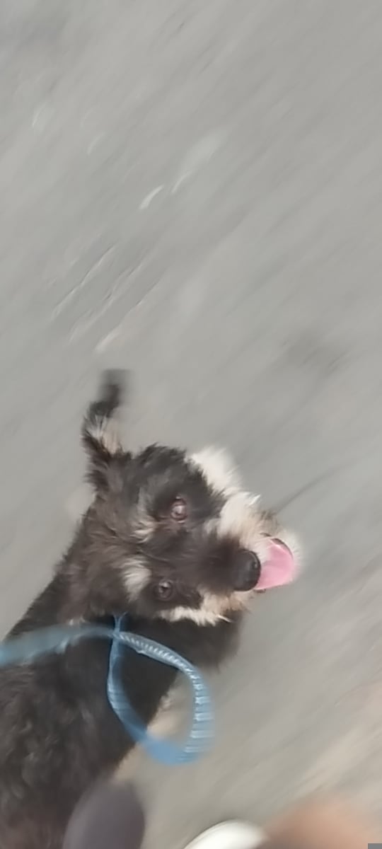 Caniche Allemand à Hammamet - Photo 1