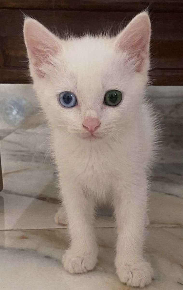 Chat angora turc a vendre - Photo 1