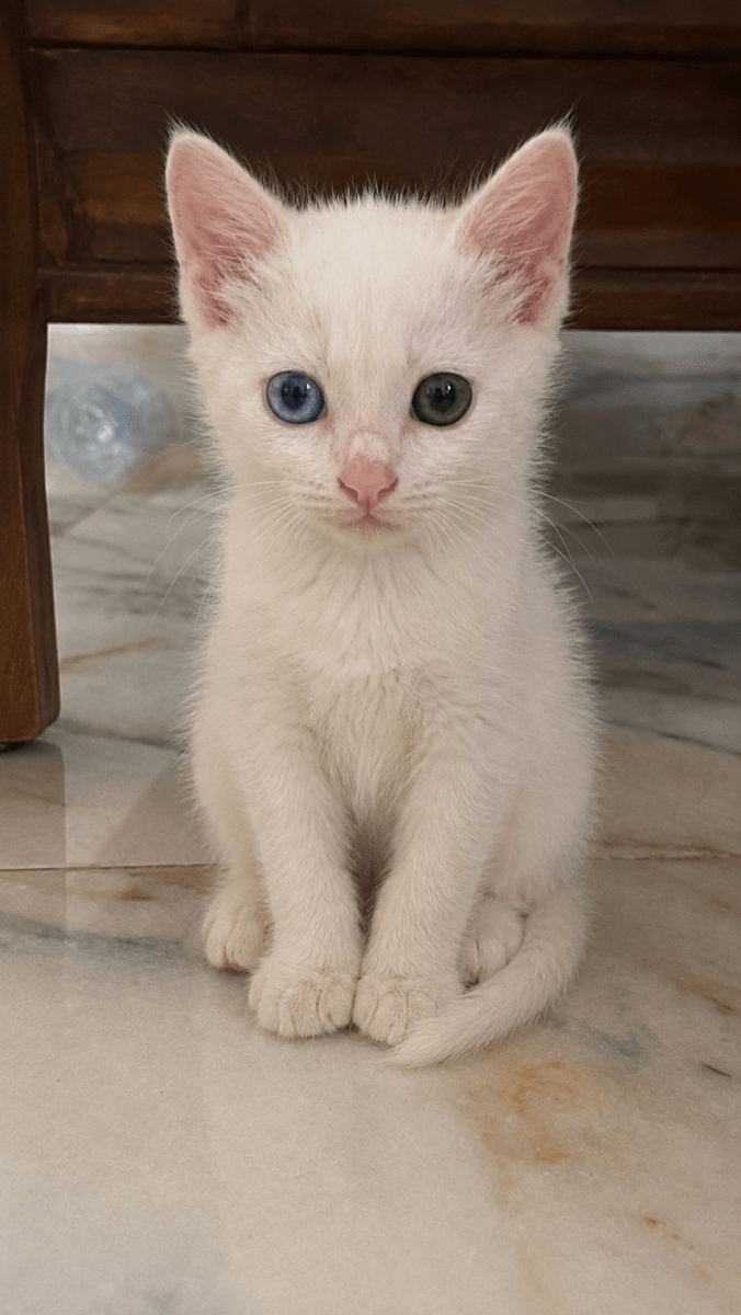 Chat angora turc a vendre  - Miniature 2