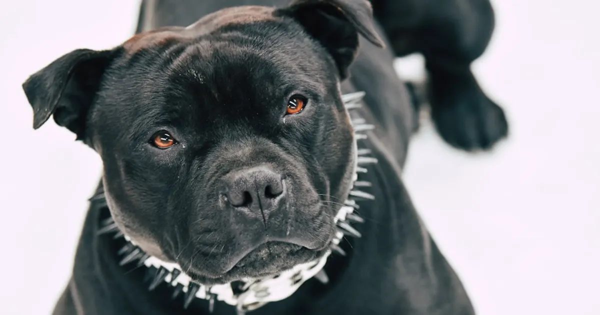 Le Chien Tunisien : Guide Complet pour les Amoureux des Animaux