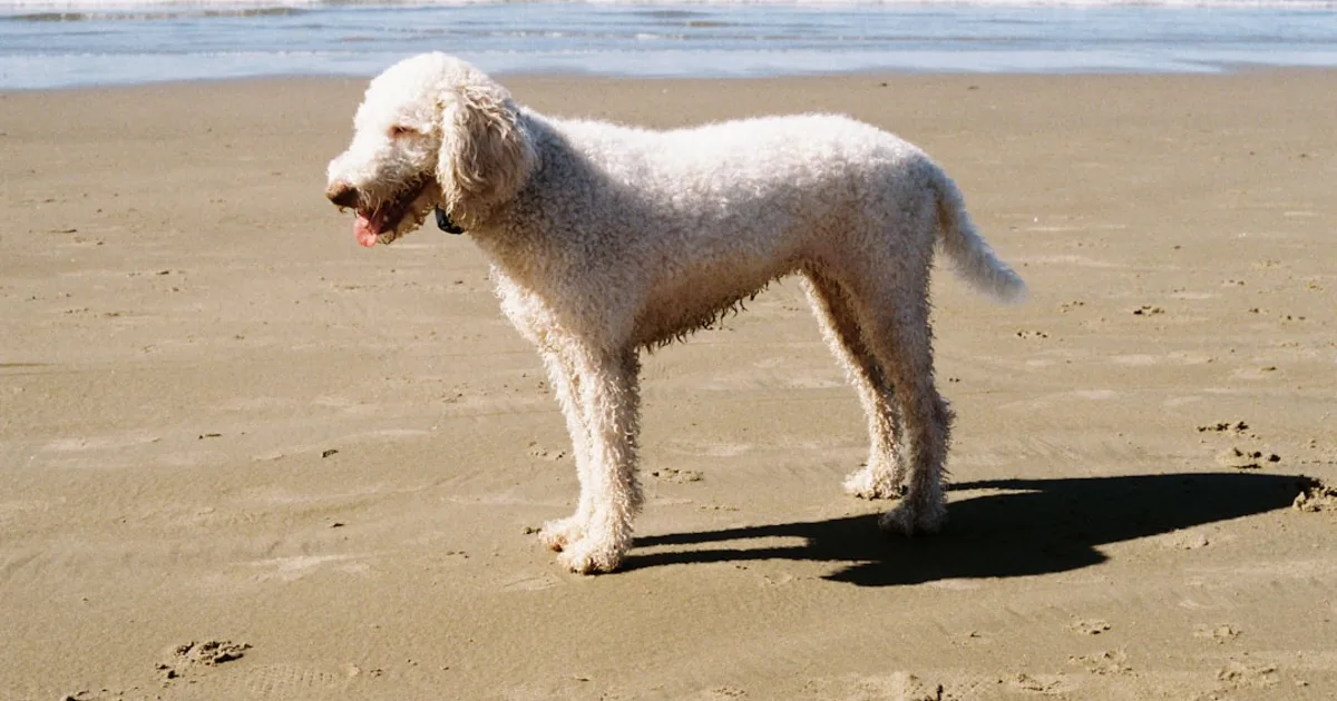 Le Caniche en Tunisie : Guide Complet pour les Amoureux des كلاب كانيش