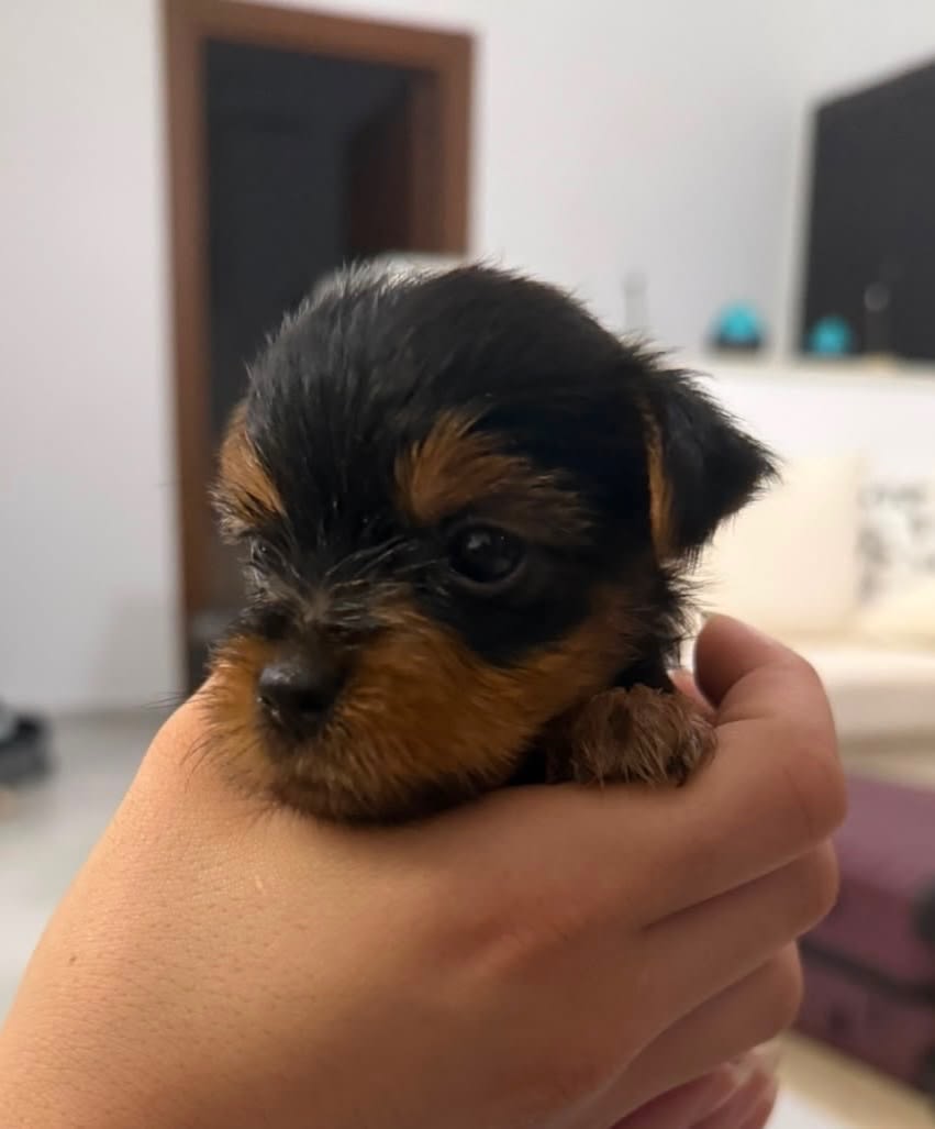chiot yorkshire