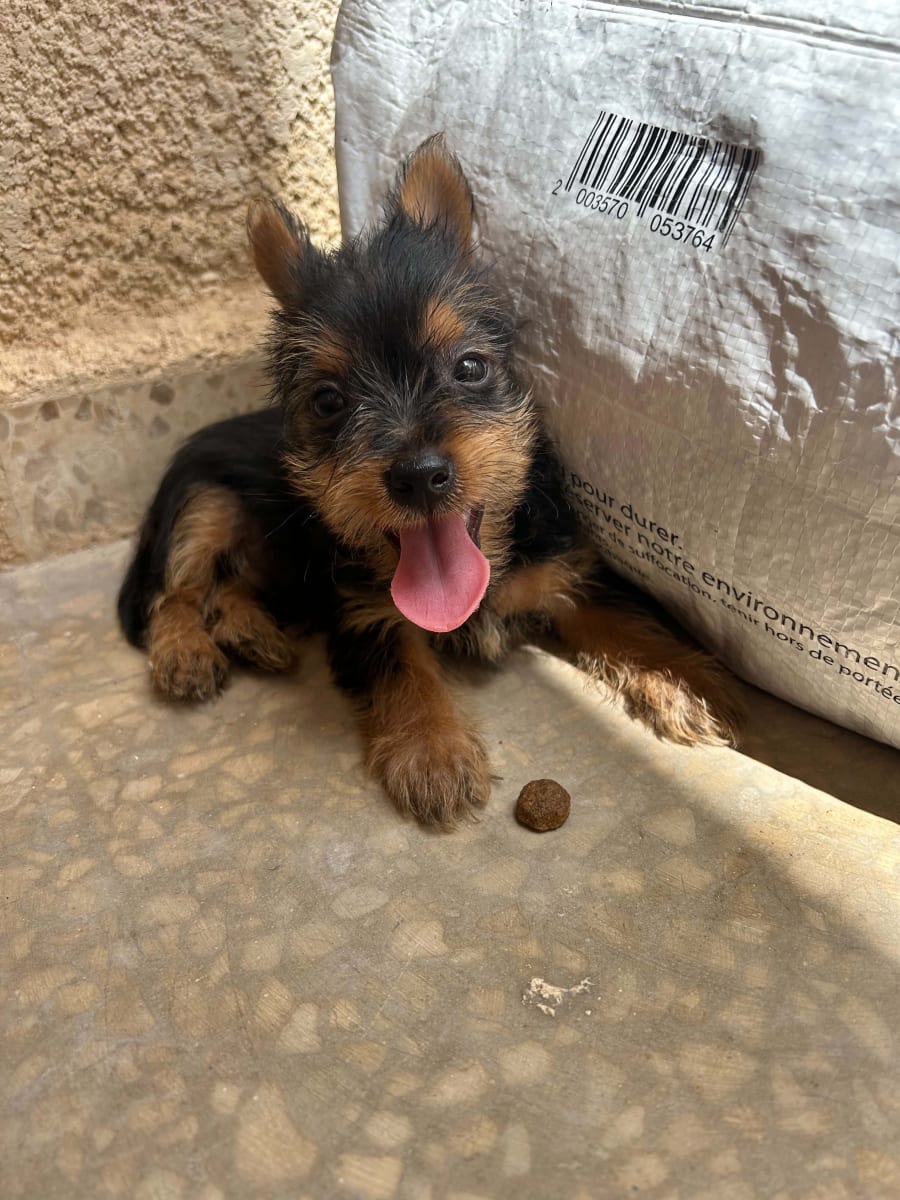 chiot yorkshire - Miniature 2