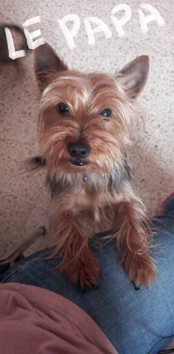 chiot yorkshire - Miniature 3