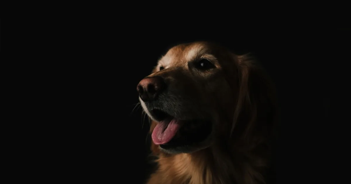 Chien Pikinoi en Tunisie : Guide Complet pour les Amoureux des Pets