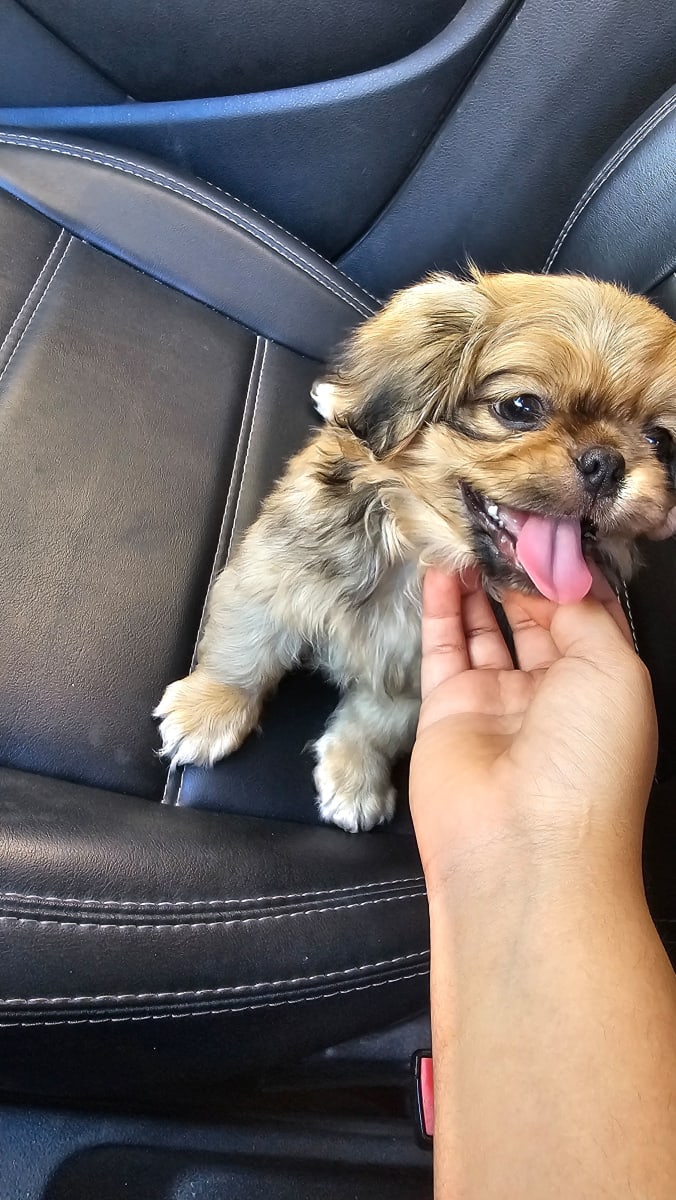 Chiot pékinois 