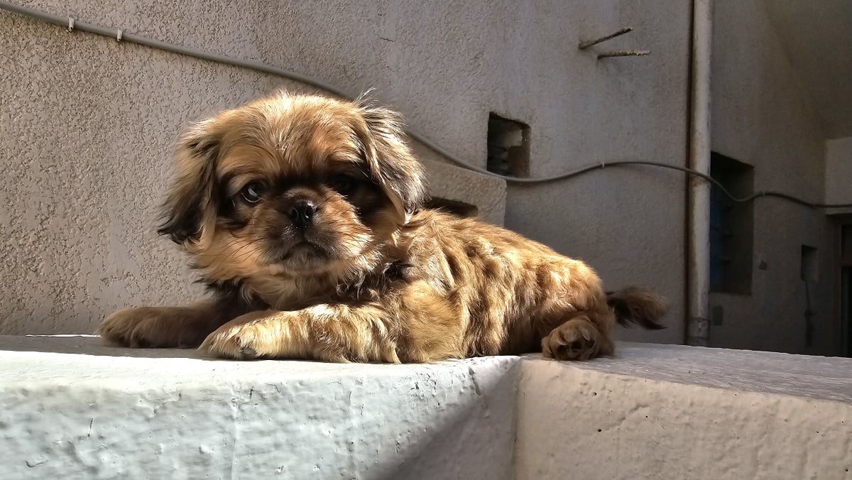 Chiot pékinois  - Miniature 3