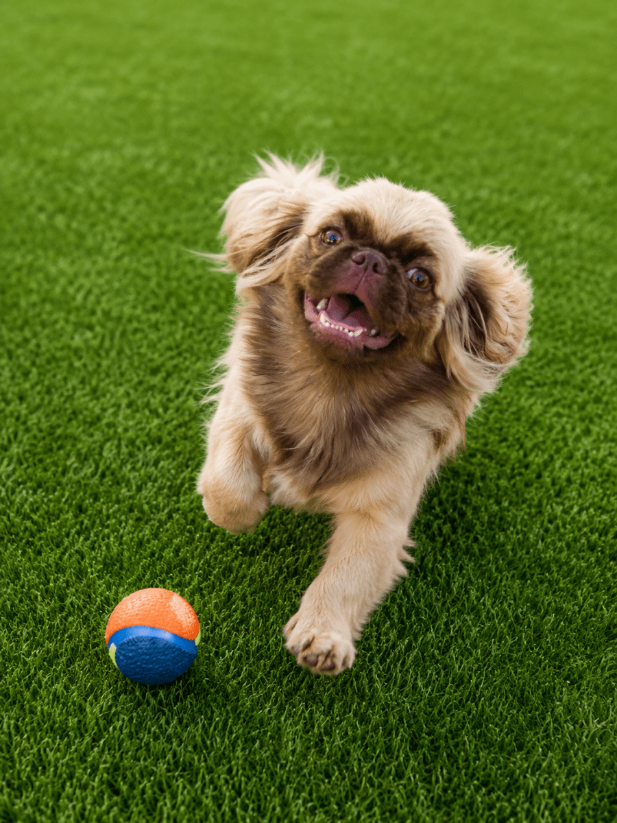 Chien Pekinois mâle 8 mois à vendre