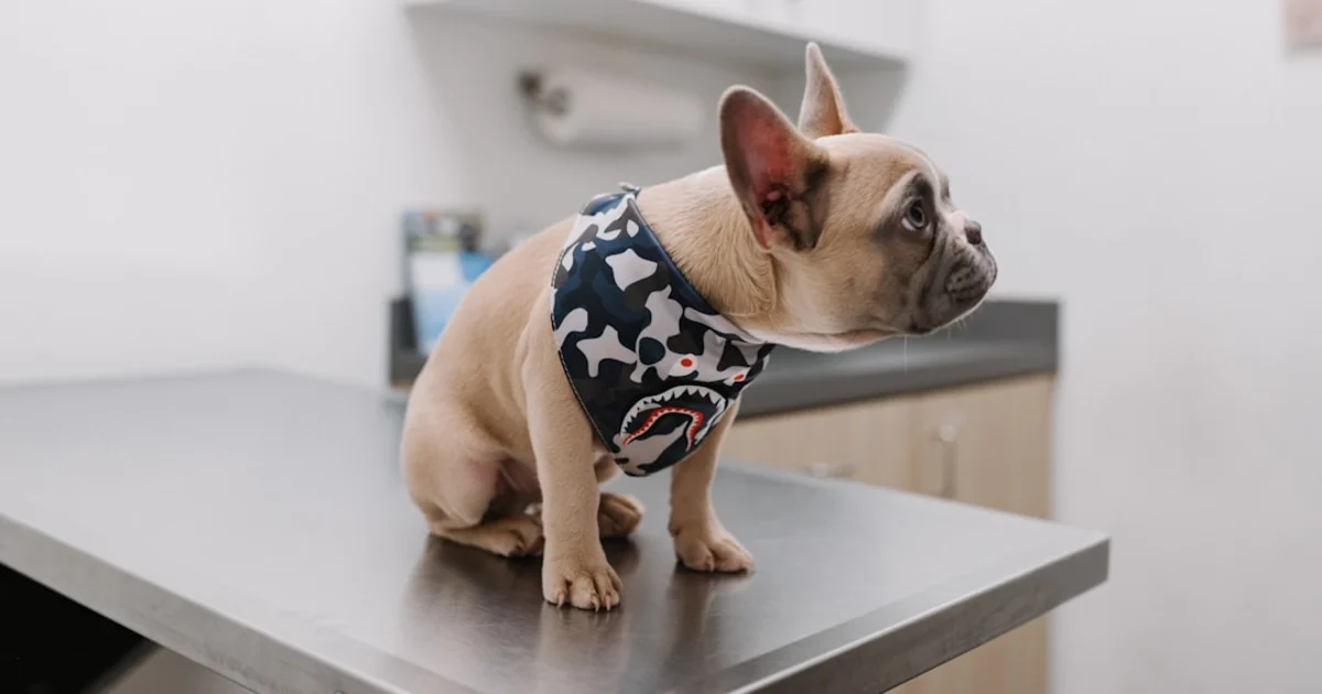 Vétérinaire Midoun : Le Guide Complet pour la Santé de Votre Animal