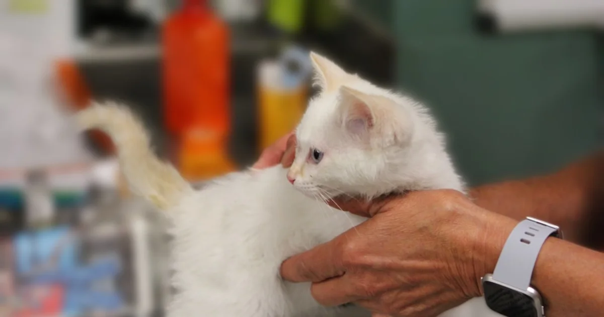 Vétérinaire Jendouba : Le Guide Complet pour la Santé de Vos Animaux