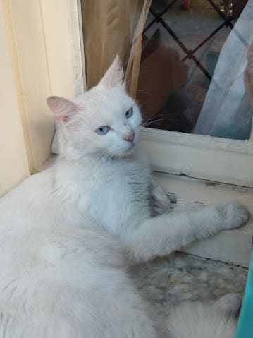 micha - Miniature 3