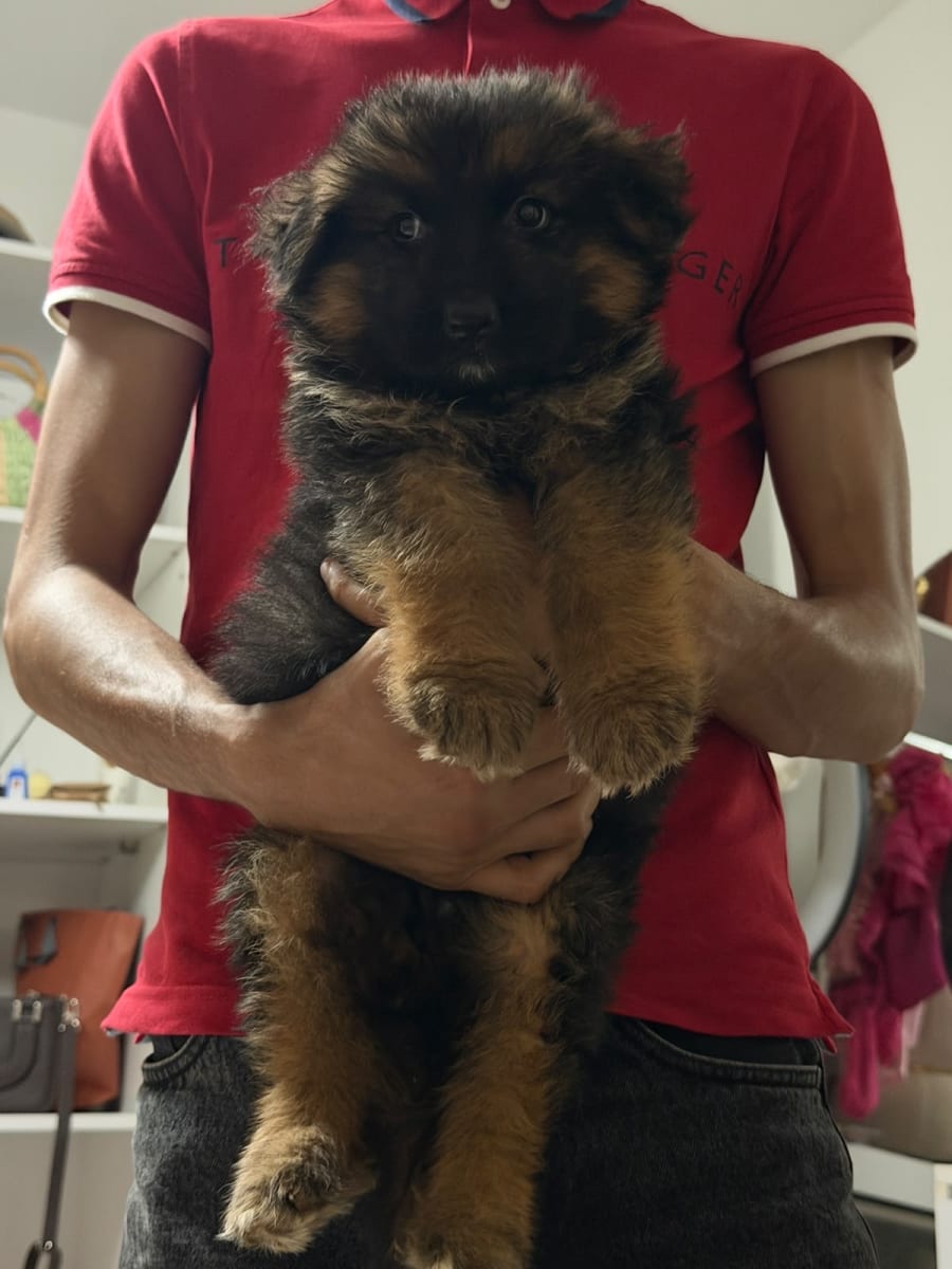 Chiot berger allemand 