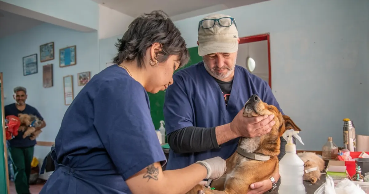 Pharmacie Vétérinaire en Tunisie : Où Acheter les Médicaments de Votre Animal en 2026
