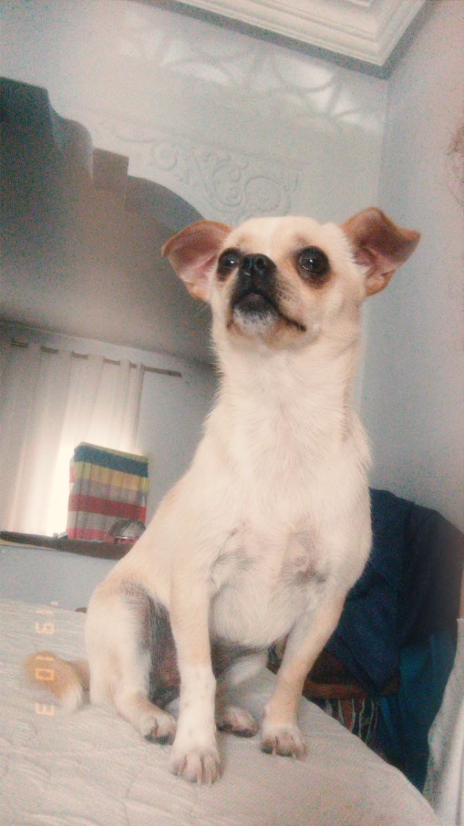 chihuahua femelle 