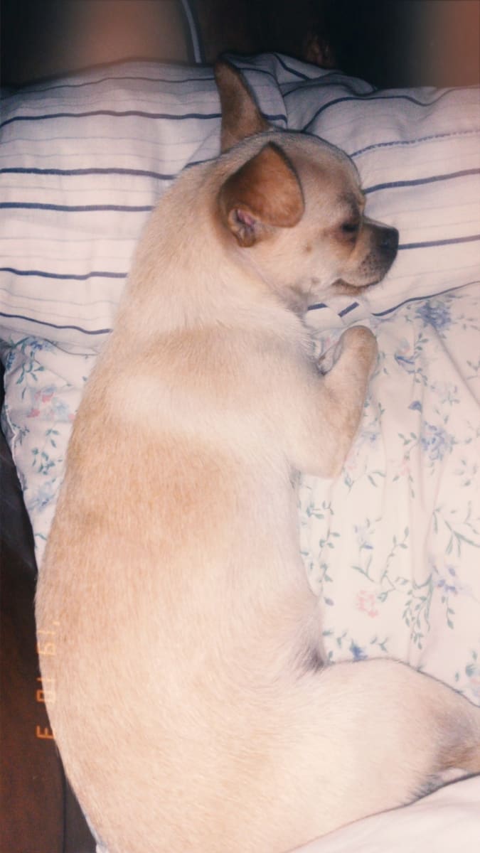 chihuahua femelle  - Miniature 2