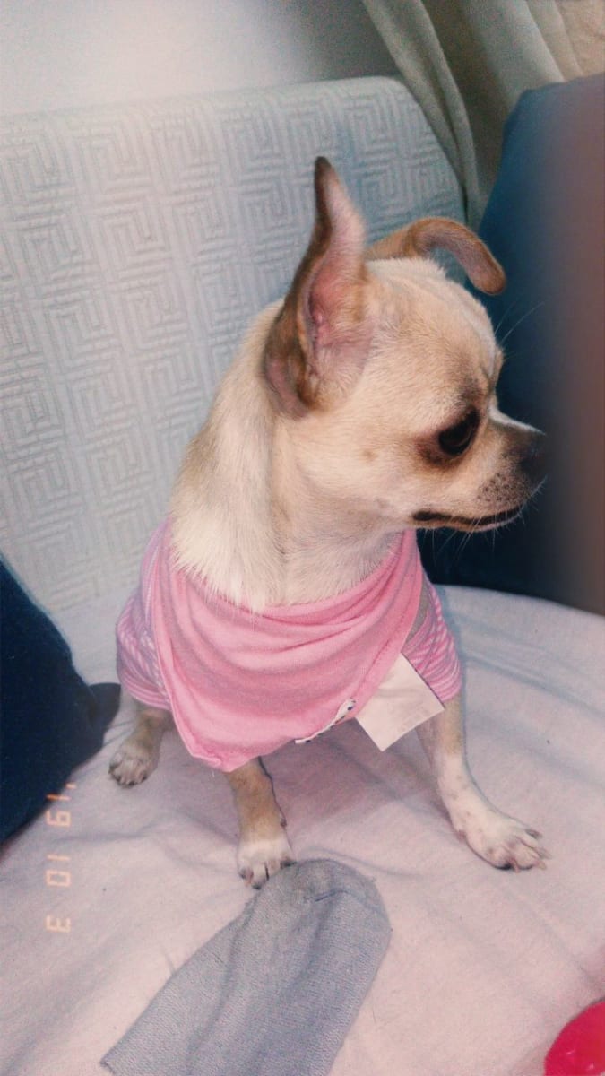 chihuahua femelle  - Miniature 3