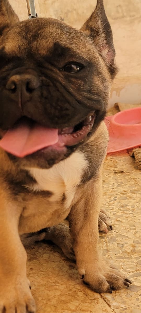 French Bulldog 