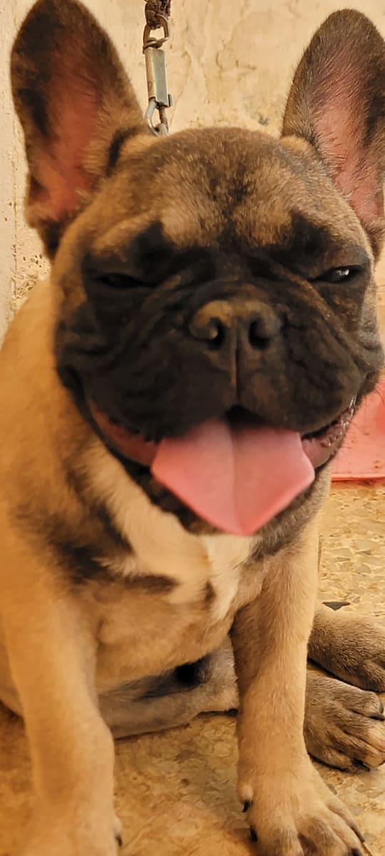 French Bulldog  - Miniature 2