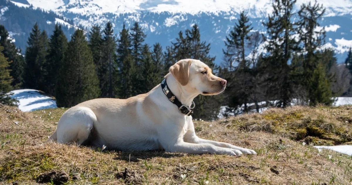 Le Prix des Chiens Labrador en Tunisie : Guide Complet Animalia.tn