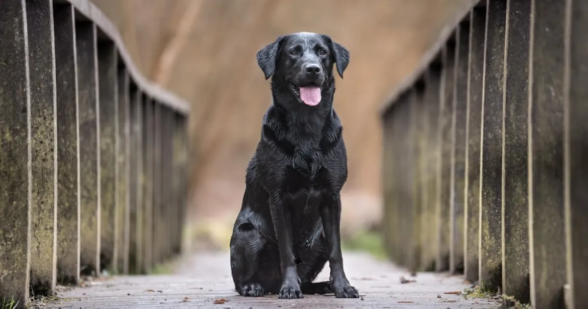 Le Prix d'un Chien Labrador en Tunisie : Guide Complet 2024