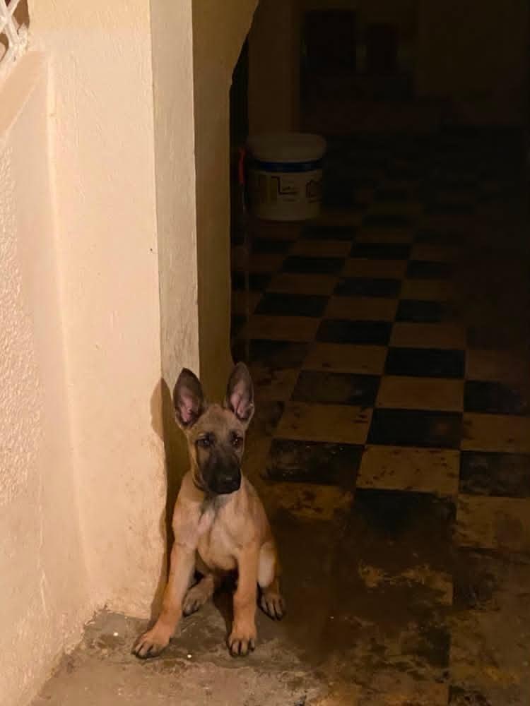 Simba 