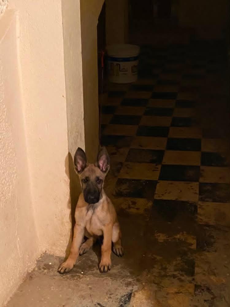 Simba  - Miniature 3