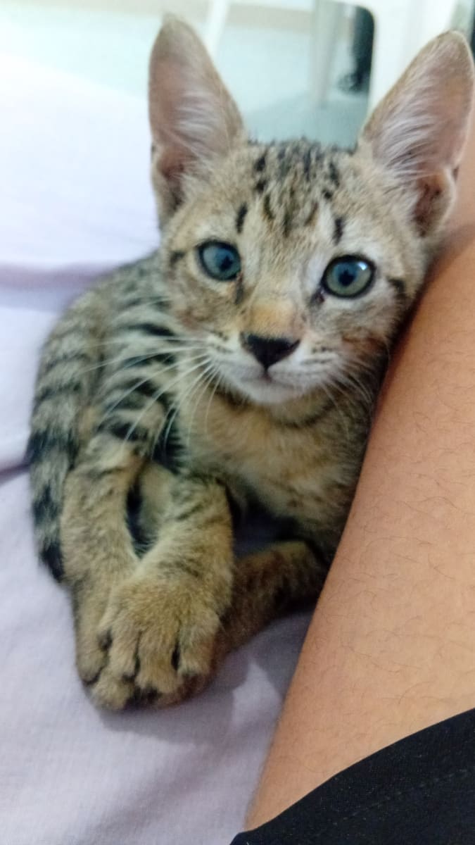Chaton très attachant et joueur.