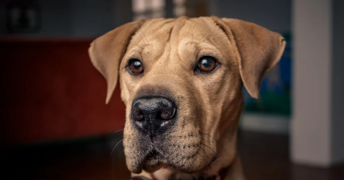 Vente Chien Tunisie: Votre Guide Complet sur Animalia.tn pour Trouver le Compagnon Idéal